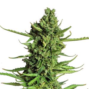 Devotchka Auto