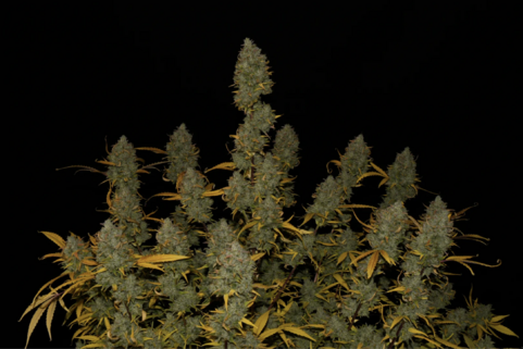 Gelato Auto - картинка 13