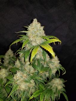 Zkittlez Auto - картинка 3