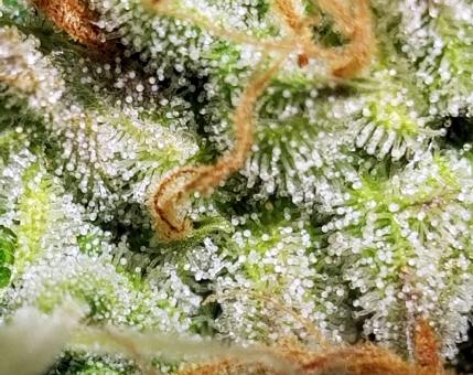 Auto Fresh Candy - картинка 2