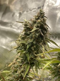 Trainwreck Auto - картинка 3