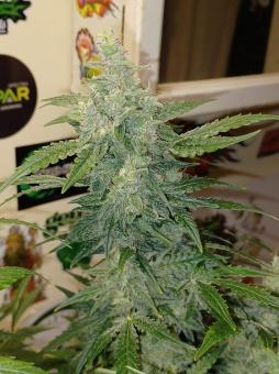 Sweet Bourbon Auto Kush - картинка 4