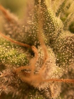Auto Trichome & Cream - картинка 7