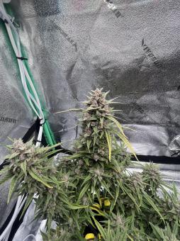 Cherry Cola Auto - картинка 2