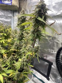Trainwreck Auto - картинка 5
