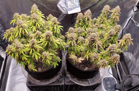 Cream Cookies Auto - картинка 1