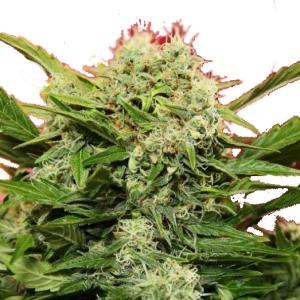 Chronic Ryder BX autoreg