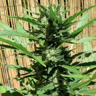 Green Crack Auto - картинка 4
