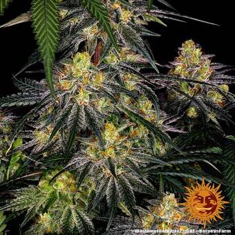Watermelon Zkittlez - картинка 3