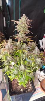Super Bud Auto - картинка 5