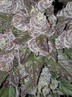 Girl Scout Cookies Auto - картинка 8