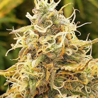 Lemon Pie Auto - картинка 2