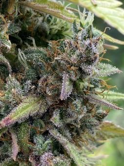 Purple Punch Auto - картинка 1