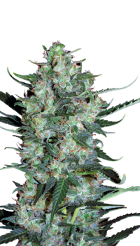 Auto White Russian