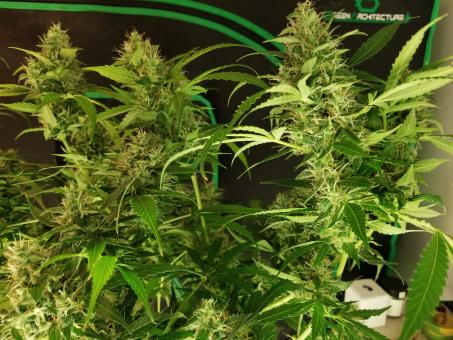 Auto Fresh Candy - картинка 3