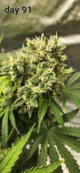 Pineapple Express Auto - картинка 2