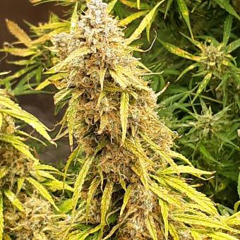 Lemon Pie Auto - картинка 1