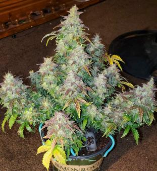 Skunk Auto - картинка 3