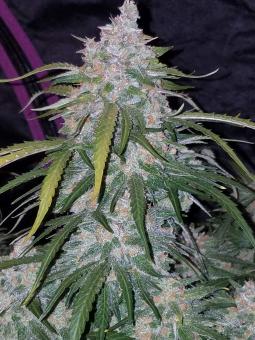 Pineapple Express Auto - картинка 7