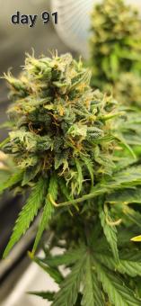 Pineapple Express Auto - картинка 4