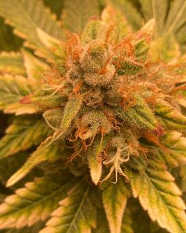 Auto Trichome & Cream - картинка 1