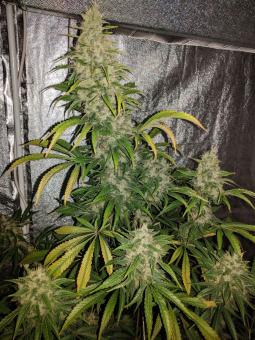 G14 Auto - картинка 2