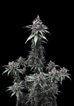 Crystal Meth Auto - картинка 6