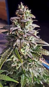 Skunk Auto - картинка 1
