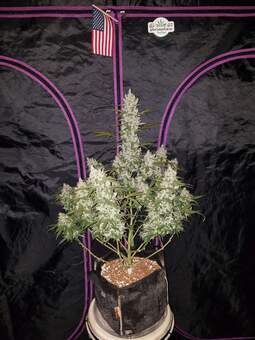 Girl Scout Cookies Auto - картинка 5