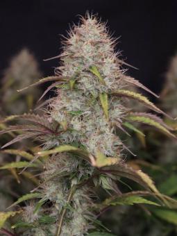 Blueberry Auto - картинка 4