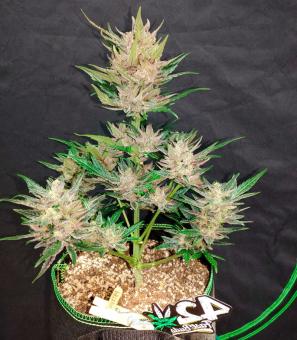 Wedding Glue Auto - картинка 3