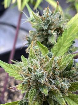 Purple Punch Auto - картинка 8