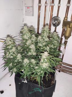 Auto Fresh Candy - картинка 7