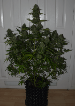 Super Critical Auto - картинка 2