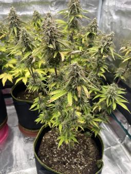 Trainwreck Auto - картинка 6