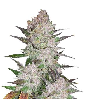 Cream Cookies Auto - картинка 1