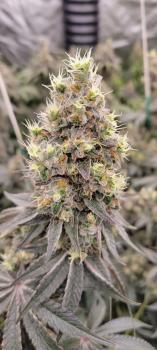 Auto Diesel genetics