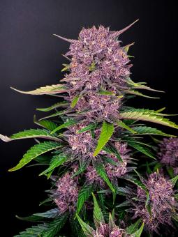 Purple Lemonade Auto - картинка 2