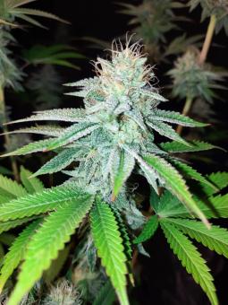 Sherbet Queen Auto - картинка 3