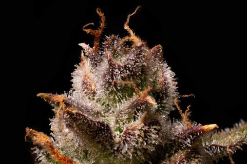 Purple Lemonade Auto - картинка 1