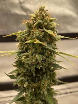 Skunk Auto - картинка 6