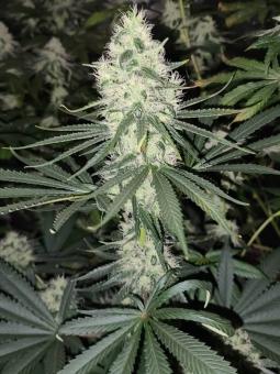 Bubble Kush Auto - картинка 7