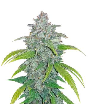 Blue Dream Auto