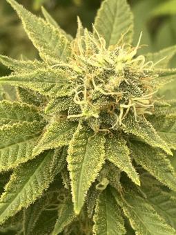 Bubble Kush Auto - картинка 2