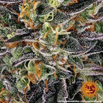 Watermelon Zkittlez - картинка 4