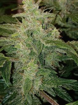 Sweet Bourbon Auto Kush - картинка 3