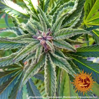Peyote Critical - картинка 2