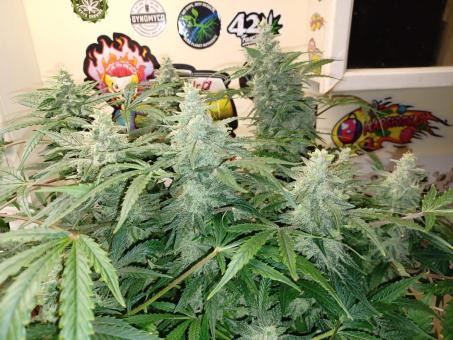 Sweet Bourbon Auto Kush - картинка 5