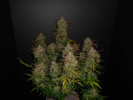 Lemon AK Auto - картинка 12