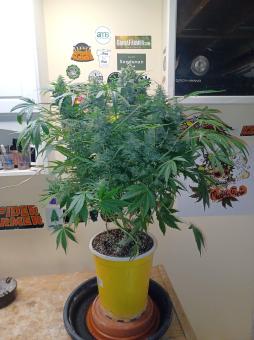 Sweet Bourbon Auto Kush - картинка 1